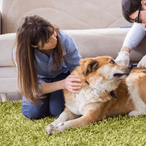 perro examinado por veterinario en domicilio quillota