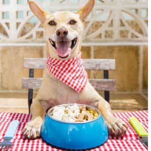 PERRO COMIENDO ALIMENTO PARA PERROS